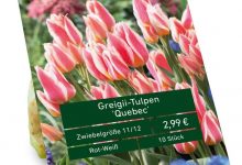 Tulpenzwiebeln Quebec