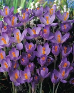 100 Botanische Krokusse Barr's Purple Blumenzwiebeln Crocus bei Amazon kaufen