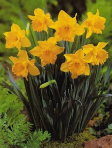 100 Großblumige Narzissen Carlton Blumenzwiebeln Narcissus bei Amazon bestellen