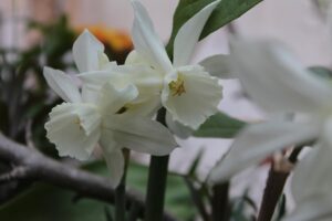 20 Engelstränen Narzissen Thalia duftend Blumenzwiebeln bei Amazon bestellen
