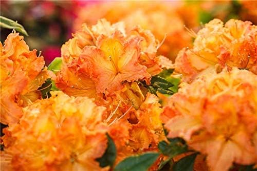 Azalee Rhododendron Gibraltar 40-60 cm sommergrün winterhart Blütenstrauch bei Amazon bestellen