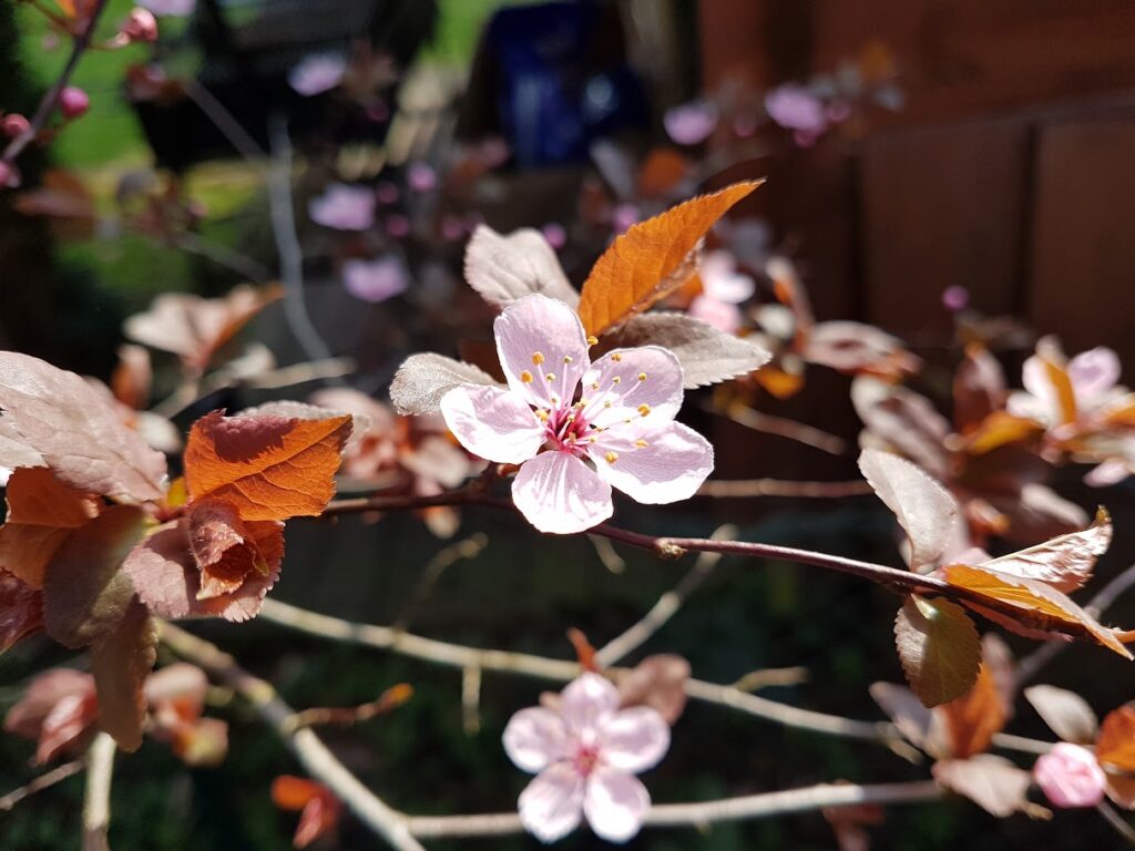 Blüte der Blutpflaume