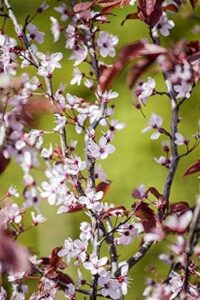 Blutpflaume Prunus cerasifera Nigra 60-100 cm Zierbaum winterhart bei Amazon bestellen