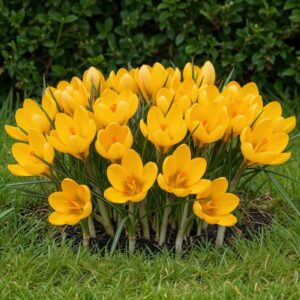 Botanische Krokusse Winterhart Mehrjährig - Golden Yellow 25 - Blumenzwiebeln bei Amazon kaufen