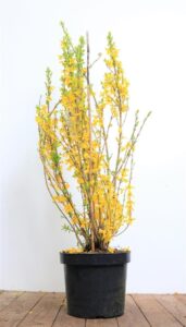 Forsythia x intermedia 'Lynwood' 60–80 cm – Winterhart bei Amazon bestellen