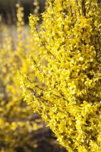 Forsythie Forsythia Week-End 60-100 cm Heckenpflanze winterhart bei Amazon bestellen