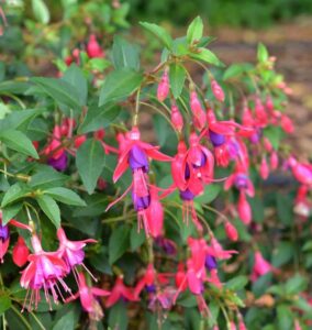Fuchsie Tom Thumb - Fuchsia magellanica - lebende Gartenpflanze aus den Baumschulen bei Amazon bestellen