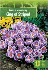 KING OF THE STRIPED 10 Zwiebeln bei Amazon bestellen