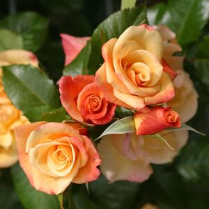 Kletterrose Moonlight in Kupfer-Gelb - Rosa - 5 Liter bei Amazon bestellen