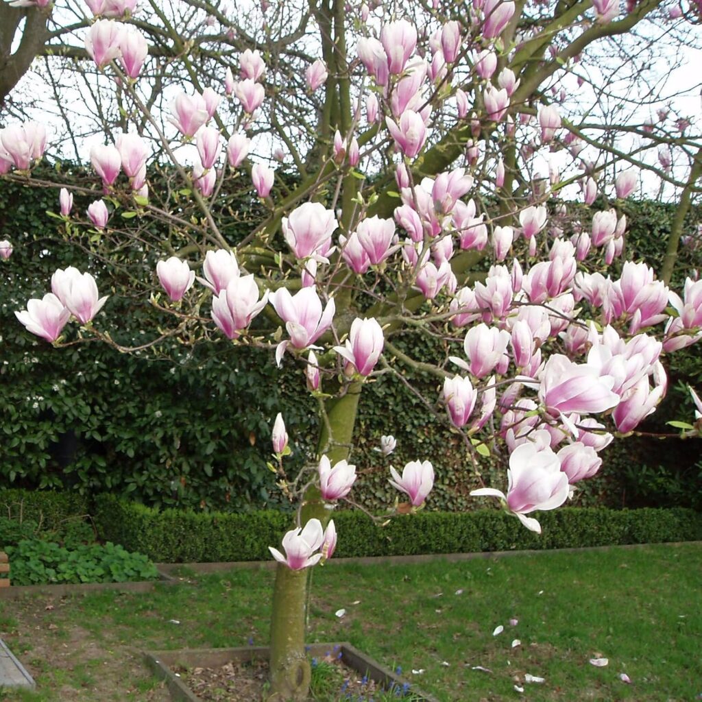 Magnolia soulangeana von INTRAGARTEN - Tulpen-Magnolie Frühlingsblüher - 40-60cm im 5 Liter Topf bei Amazon bestellen