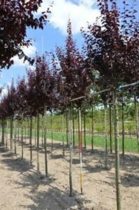 Prunus cer. 'Nigra' - Blutpflaume 60-80 cm - Container bei Amazon bestellen