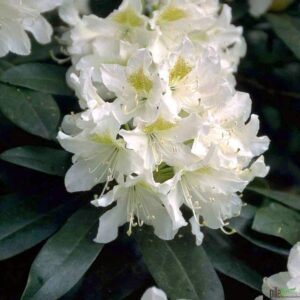 Rhododendron Hybride 30-40 cm Alpenrose bei Amazon bestellen