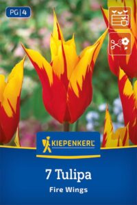 Lilienblütige Tulpe Fire Wings Blumenzwiebeln bei Amazon bestellen