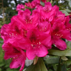 Rhododendron Hybride Alpenrose Nova Zembla, 30-40 cm bei Amazon bestellen