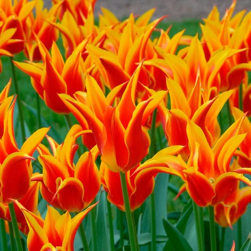 Tulpe Fly Away - 10 Stück - Blumenzwiebel bei Amazon bestellen