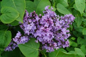 Gemeiner Flieder Wildflieder Syringa Vulgaris violette Blüte 40-60 cm hoch bei Amazon bestellen