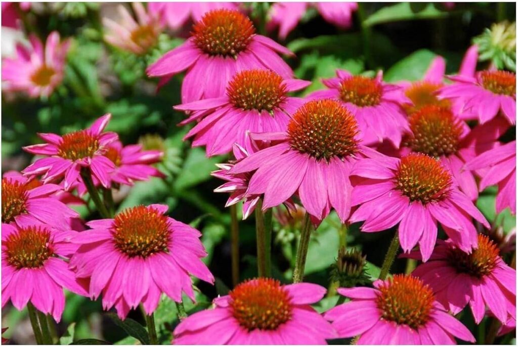 Stauden Gänge 1 x Echinacea purpurea 'PowWow Wild Berry' winterhart bei Amazon bestellen