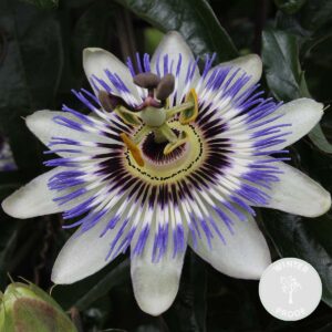 Passionsblume - Blau, Weiß - Kletterpflanzen - Winterhart - Höhe 50-70 cm - Topf 15 cm bei Amazon bestellen