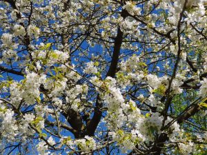 Kirschblüte