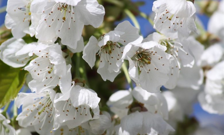 Kirschblüte