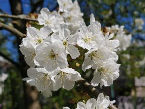Prunus avium
