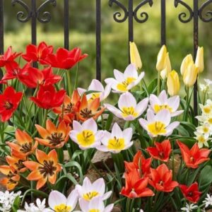 Tulpenzwiebeln Winterhart Mehrjährig 50 Stück – Botanisch Wildtulpen bei Amazon bestellen