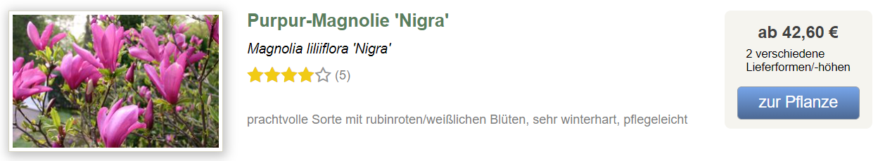 Im Onlineshop: Purpur-Magnolie 'Nigra'