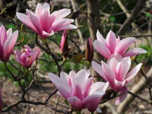 Tulpen-Magnolie Magnolia x soulangiana 'Heaven Scent' Pflanze 15-20cm Rarität bei Amazon bestellen