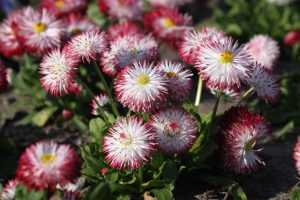 Asteraceae