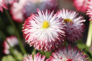 Bellis perennis