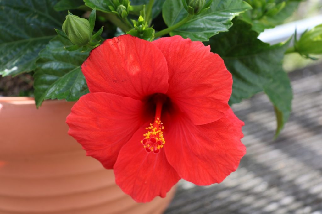Chinesischer Roseneibisch