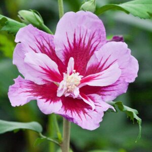 Hibiskus Garteneibisch - Hibiscus syriacus - 40-60 cm bei Amazon bestellen