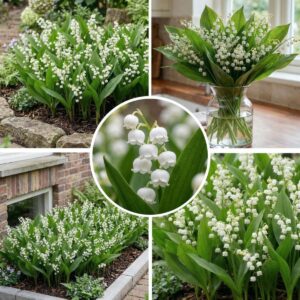 Maiglöckchen Weiß 10 Wurzeln – Convallaria Majalis Winterhart bei Amazon bestellen