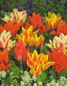 Botanische Tulpen Toronto Mix Tulpenzwiebeln (10 Blumenzwiebeln) bei Amazon bestellen