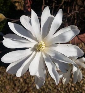 Sternmagnolie, Magnolia stellata, mehrfach verzweigt, ca. 80cm, im Topf bei Amazon bestellen