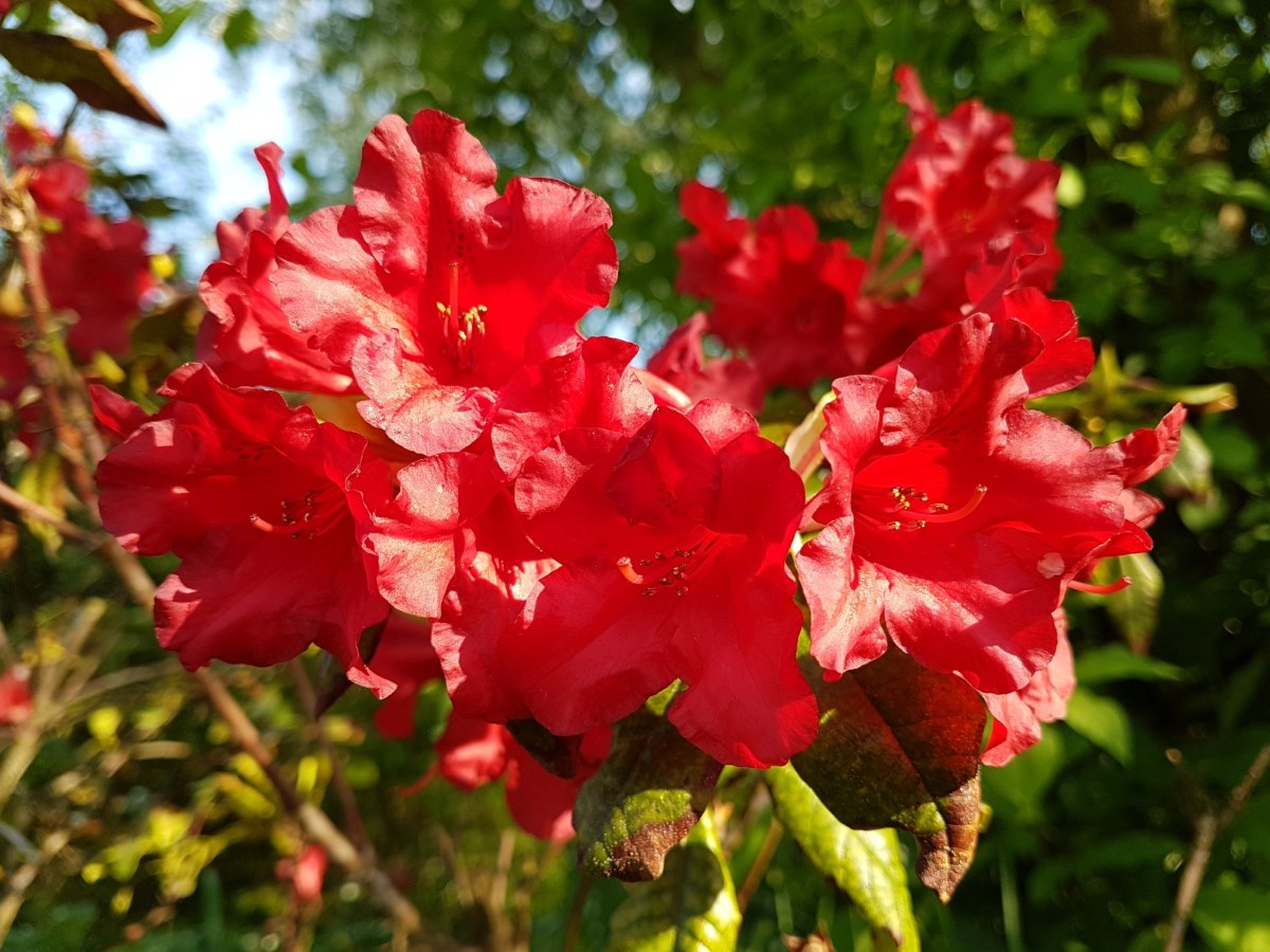Einen Rhododendron schneiden