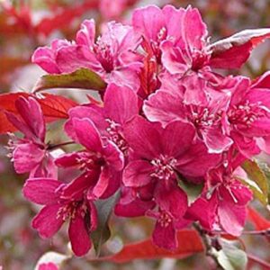 Zierapfel Royalty rotlaubiger Zierapfelbaum mit hohem Zierwert Bienennährgehölz Buschbaum 5 Liter Topfballen bei Amazon bestellen
