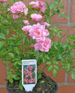 10x Bodendeckerrosen Rosa The Fairy - Winterhart & Mehrjährig, Extra Buschig im 1L Topf bei Amazon bestellen