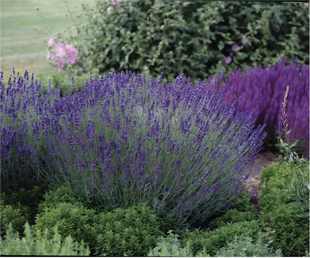 Stauden Gänge 10 x Lavandula angustifolia Essence Purple Echter Lavendel bei Amazon bestellen