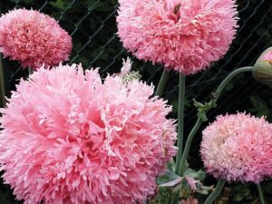 150 Samen Gefüllter Rosa Mohn bei Amazon bestellen