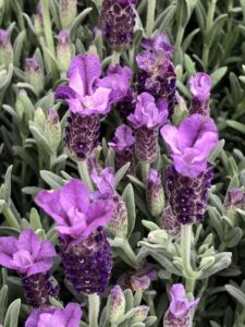 6x Schopflavendel - Lavandula stoechas bei Amazon bestellen