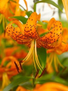 Botanische Garten Lilie Henryi, 5x Zwiebeln bei Amazon bestellen