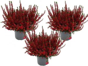 Calluna vulgaris - Set mit 3 Pflanzen - Besenheide - Heidepflanze - winterhart - 11cm Topf - rot bei Amazon bestellen