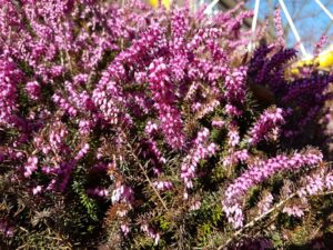 Die Besenheide blüht im August