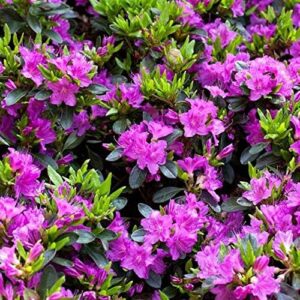 Japanische Azalee Rhododendron obtusum Königstein 20-25 cm winterhart bei Amazon bestellen