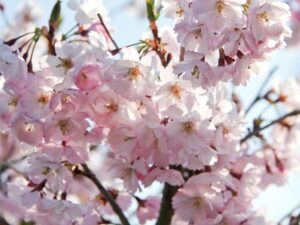 Japanische Blütenkirsche 'Kanzan' - Prunus serrulata Kanzan - Containerware 80-100 cm bei Amazon bestellen