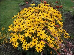 Stauden Gänge 10 x Rudbeckia fulgida 'Goldsturm' Sonnenhut winterhart bei Amazon bestellen