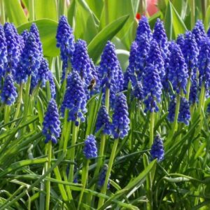 Traubenhyazinthe - 50 Blumenzwiebeln bei Amazon bestellen