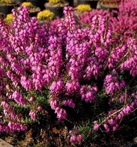 10x Winterheide Mojave bei Amazon bestellen