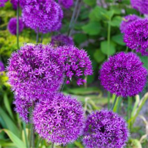 Zierlauch - 50 Blumenzwiebeln bei Amazon bestellen